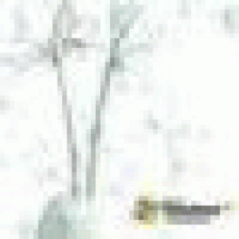 Chrisgef